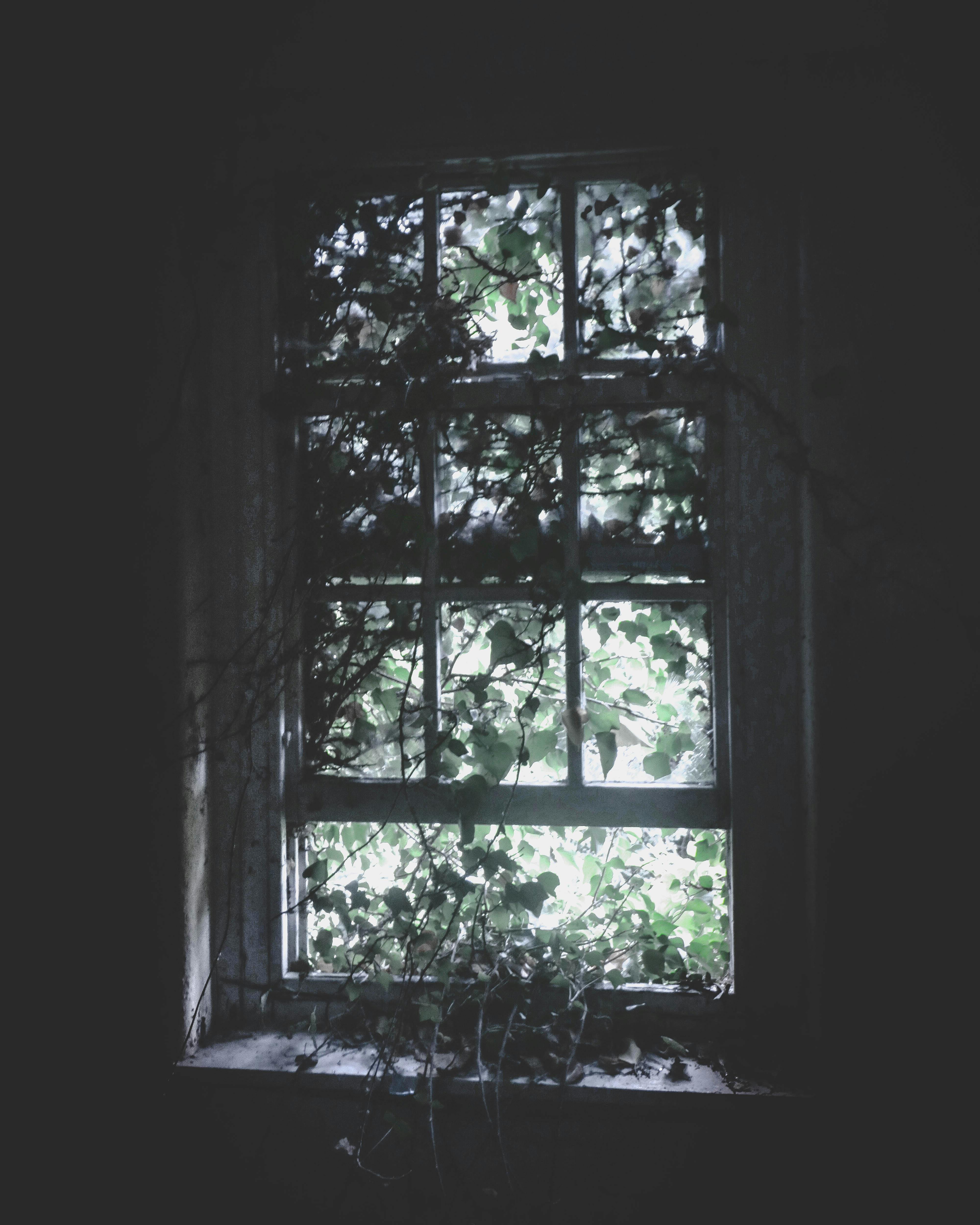 Window